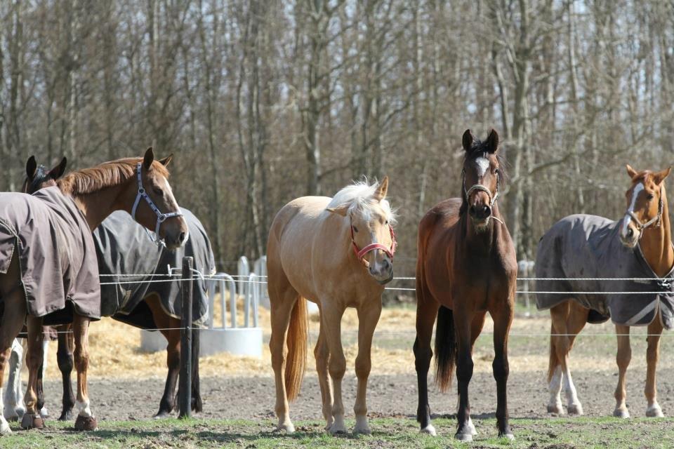 Palomino Magic Missya - Hygger med bedste veninden La Capella <3 
Fotograf: Freja (Vi To) billede 32