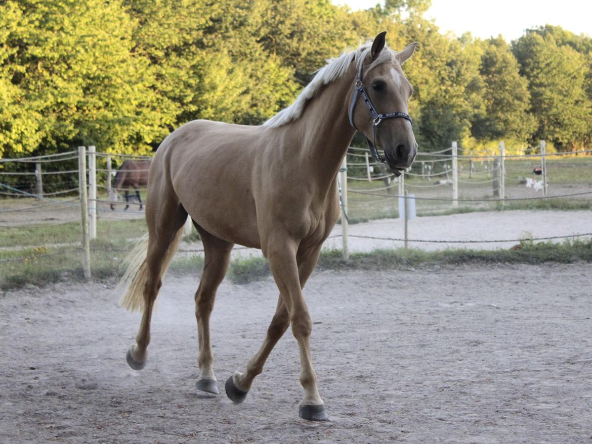 Palomino Magic Missya - Lækkere prinsesse pige <3 
Fotograf: Astrid Overgaard billede 17