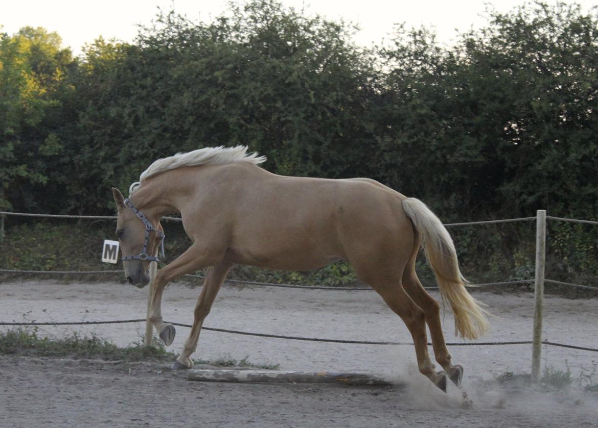 Palomino Magic Missya - Fis og ballede ude på banen :-) 
Fotograf: Astrid Overgaard billede 10