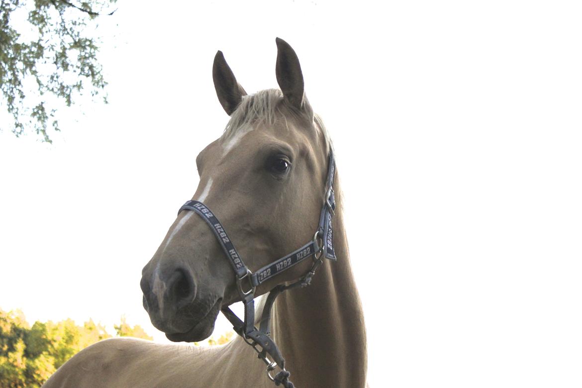 Palomino Magic Missya - Lige fra første gang jeg så den hest, tænkte jeg bare " Det er min drømmehest! " 
Om jeg nogen sinde skulle få lov til at passe hende, havde jeg aldrig troet skulle blive mig som hestepasser <3 
Fotograf: Astrid Overgaard billede 35