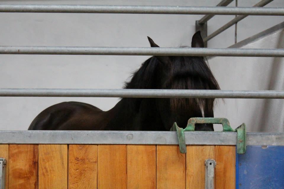 DSP Solvanggårds Diadem billede 17