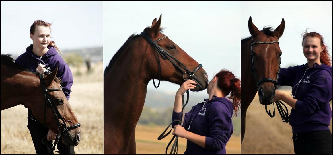 Tysk Varmblod Mac Kenroy - Slut august 2013 billede 14