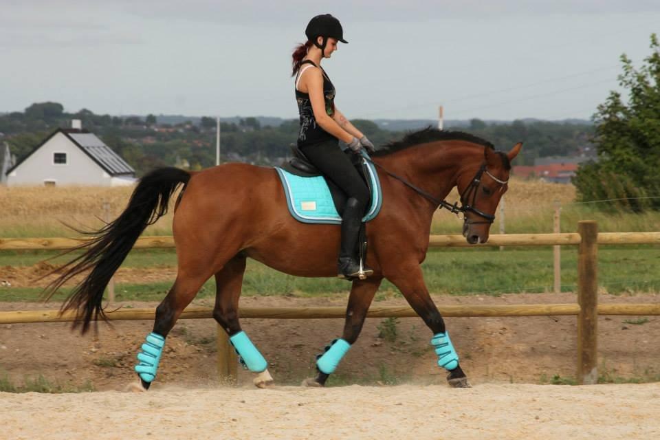 Tysk Varmblod Mac Kenroy - Start august 2013 billede 13