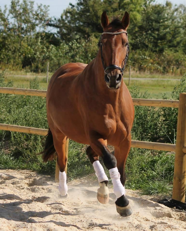 Tysk Varmblod Mac Kenroy - Slut august 2013 billede 20