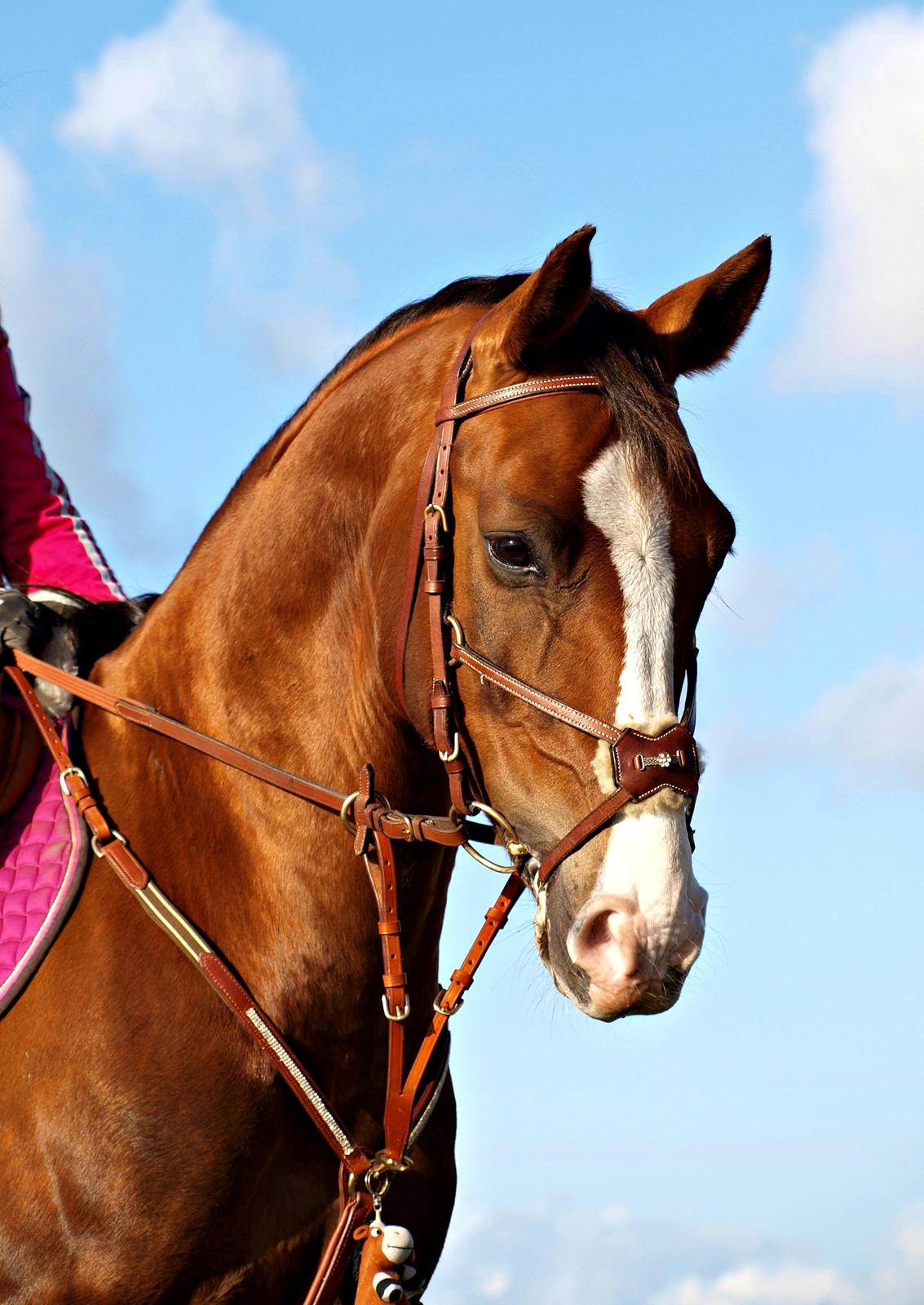 Tysk Sportspony Artos (fedtmulen) B-pony - Noget af det smukkeste!<3 Tossen november 2012 hos Freja :-* billede 26