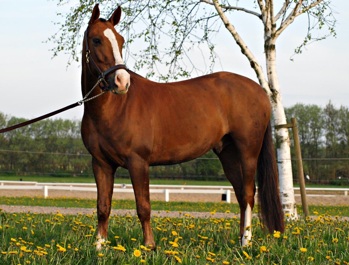 Tysk Sportspony Artos (fedtmulen) B-pony - Opstillingsbillede maj 2013 <3 Prinse manden! billede 28