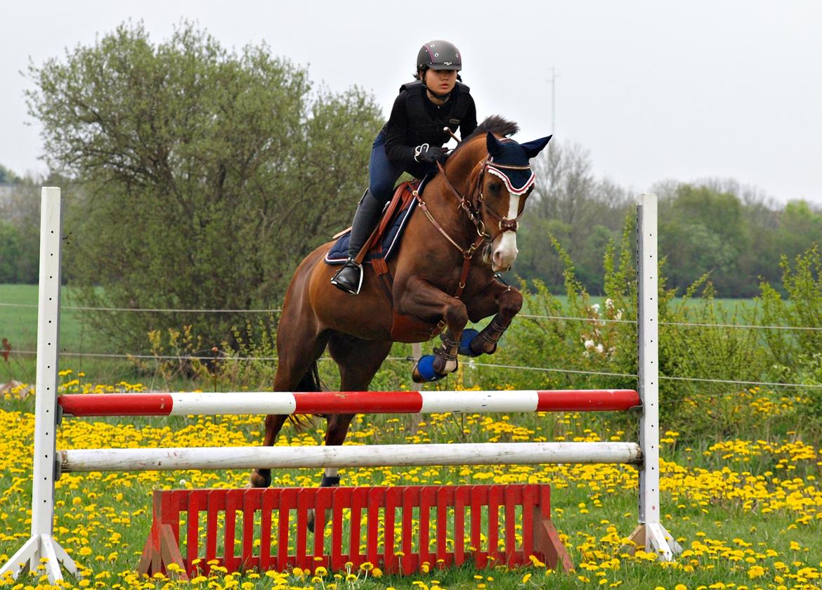 Tysk Sportspony Artos (fedtmulen) B-pony - Stjerneparret springtræning maj 2013! <3 :-* billede 32