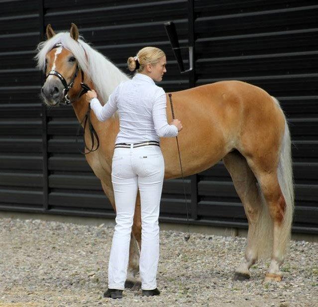 Haflinger Nynne Wican billede 8