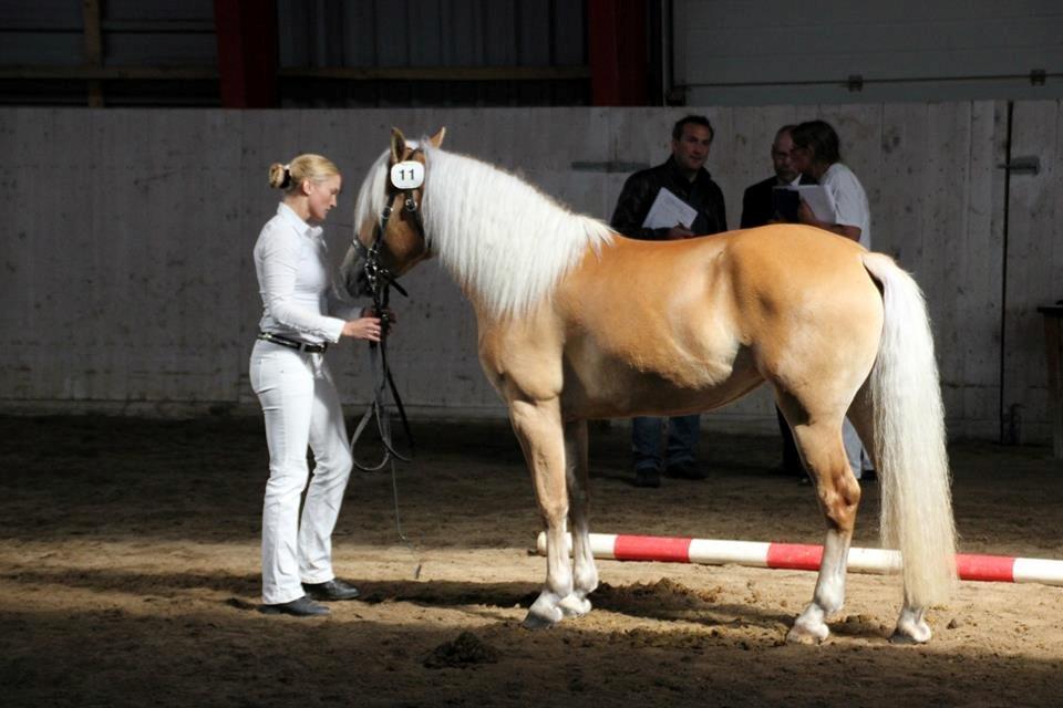 Haflinger Nynne Wican billede 11