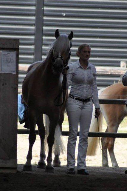 Haflinger Nynne Wican billede 20