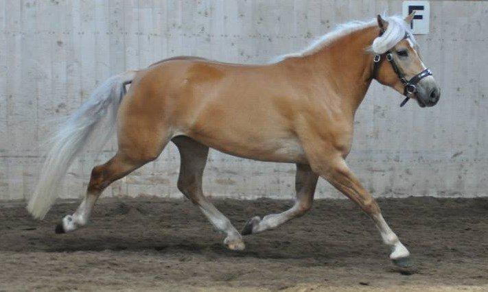 Haflinger Nynne Wican billede 3