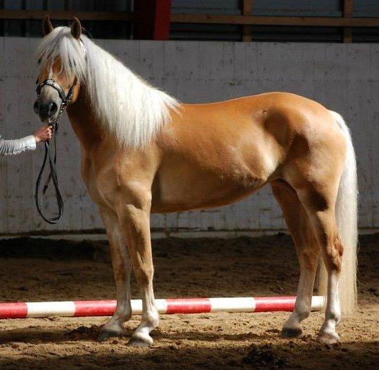 Haflinger Nynne Wican billede 1