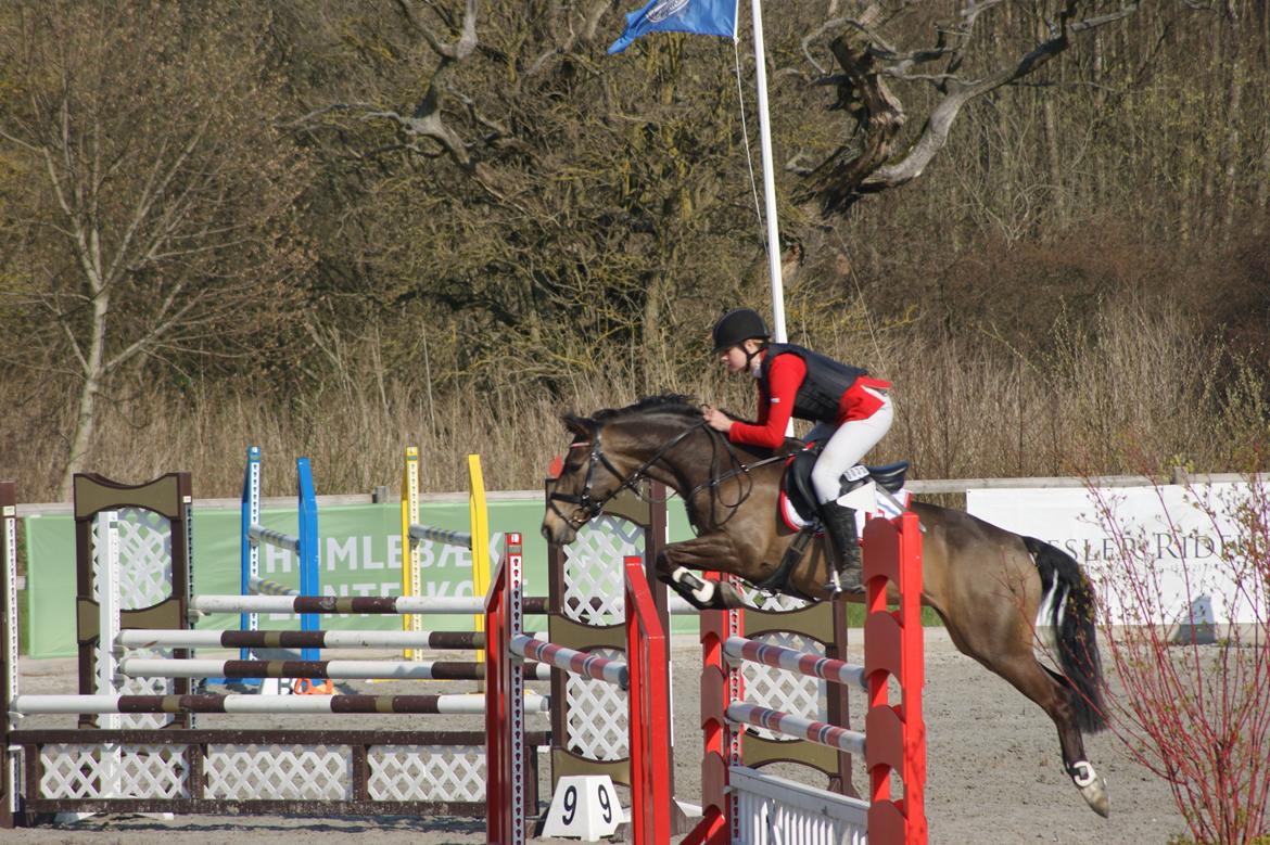 Hollandsk Sportspony Bassy billede 11