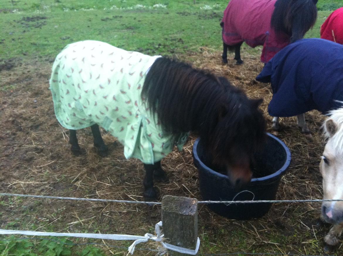 Shetlænder Dalbo´s Warrior - Walle manden <3 - September 2013 billede 25