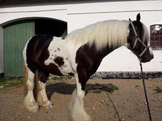 Irish Cob Tim billede 2