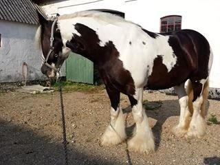 Irish Cob Tim billede 3