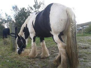 Irish Cob Tim billede 4