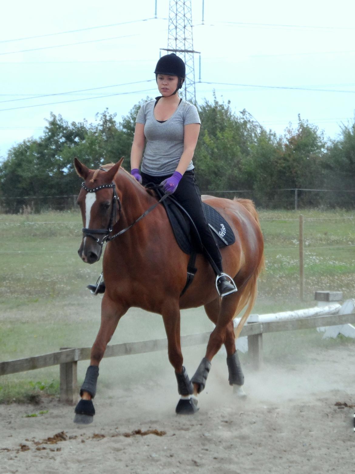 Sportsaraber (A) Selina - Meget koncentreret rytter, og hest til træning :) billede 8