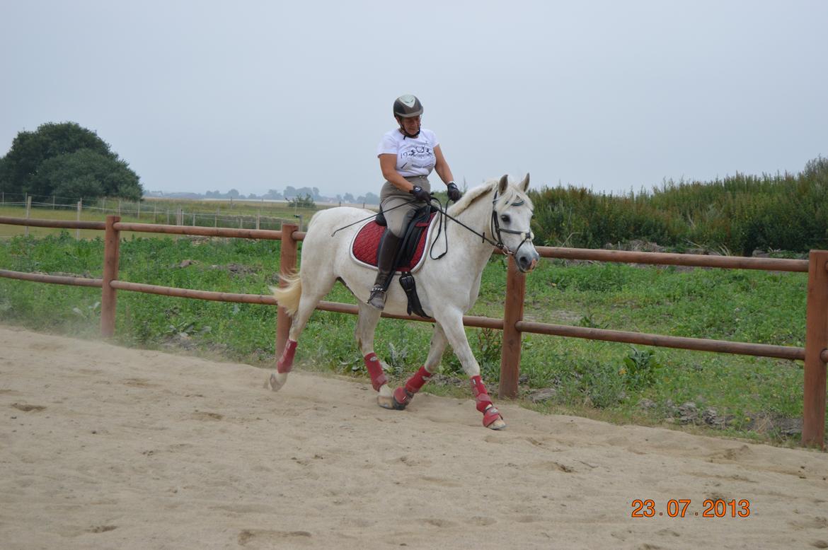 DSP Tovdal's Toby billede 5