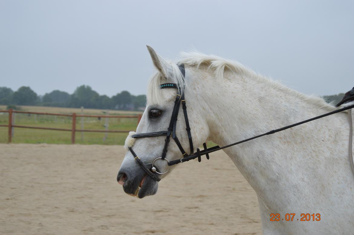 DSP Tovdal's Toby billede 6