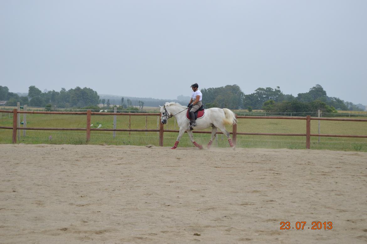 DSP Tovdal's Toby billede 7