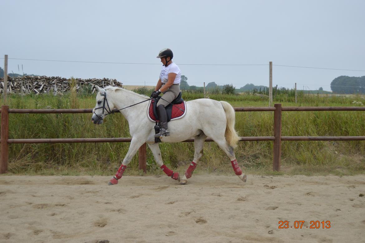 DSP Tovdal's Toby billede 8