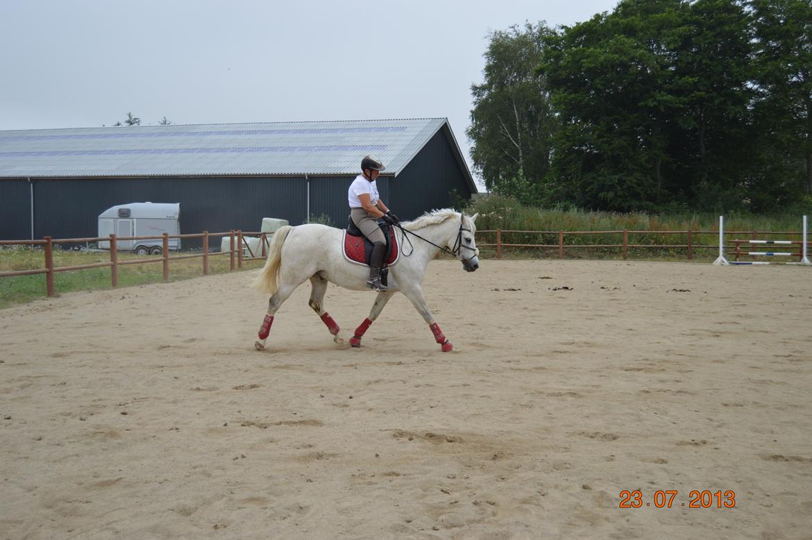 DSP Tovdal's Toby billede 9