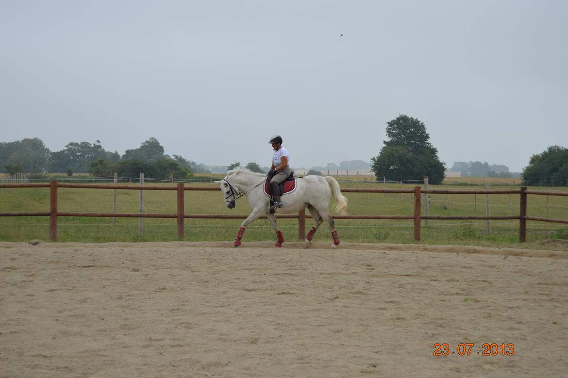 DSP Tovdal's Toby billede 10