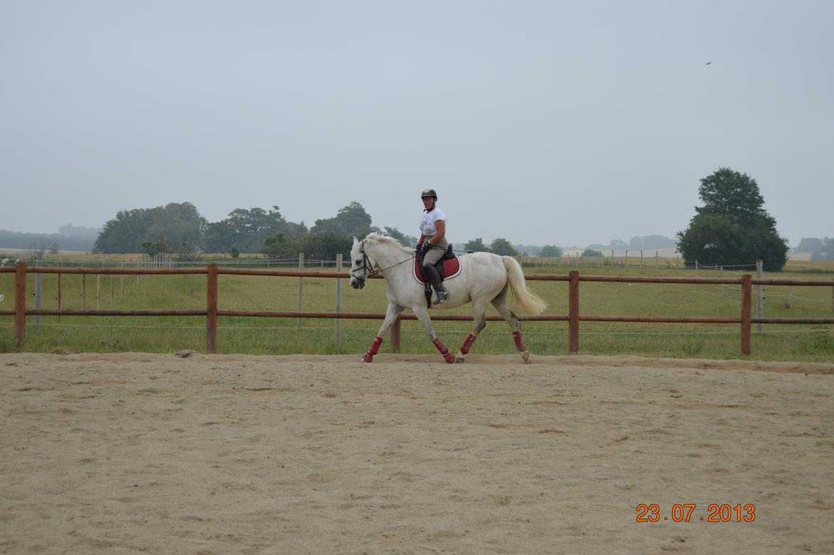 DSP Tovdal's Toby billede 11