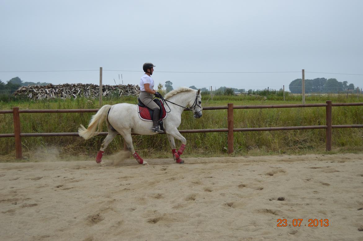 DSP Tovdal's Toby billede 12