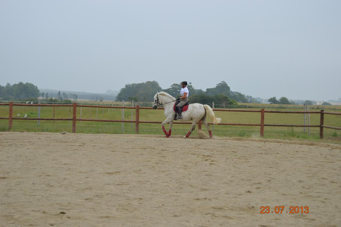 DSP Tovdal's Toby billede 13