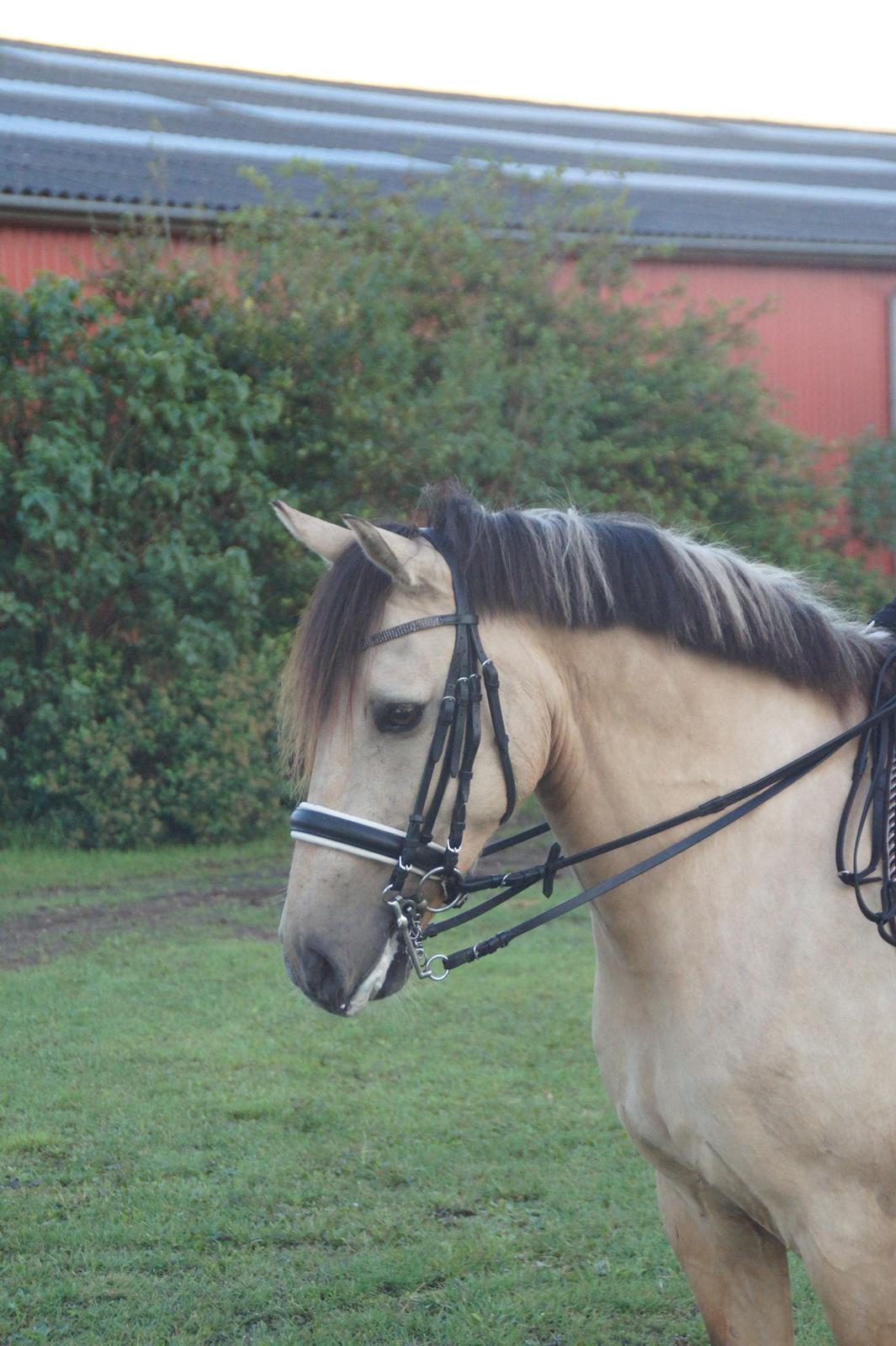 Anden særlig race Vangshøjs Baily <3 B-PONY - Smukke Baily  billede 18