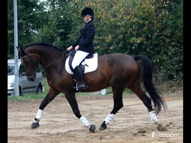 Holstener Lucern - taget af charlotte hoyer  billede 14