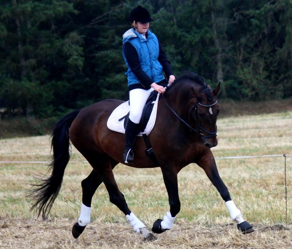 Holstener Lucern - taget af charlotte hoyer billede 4