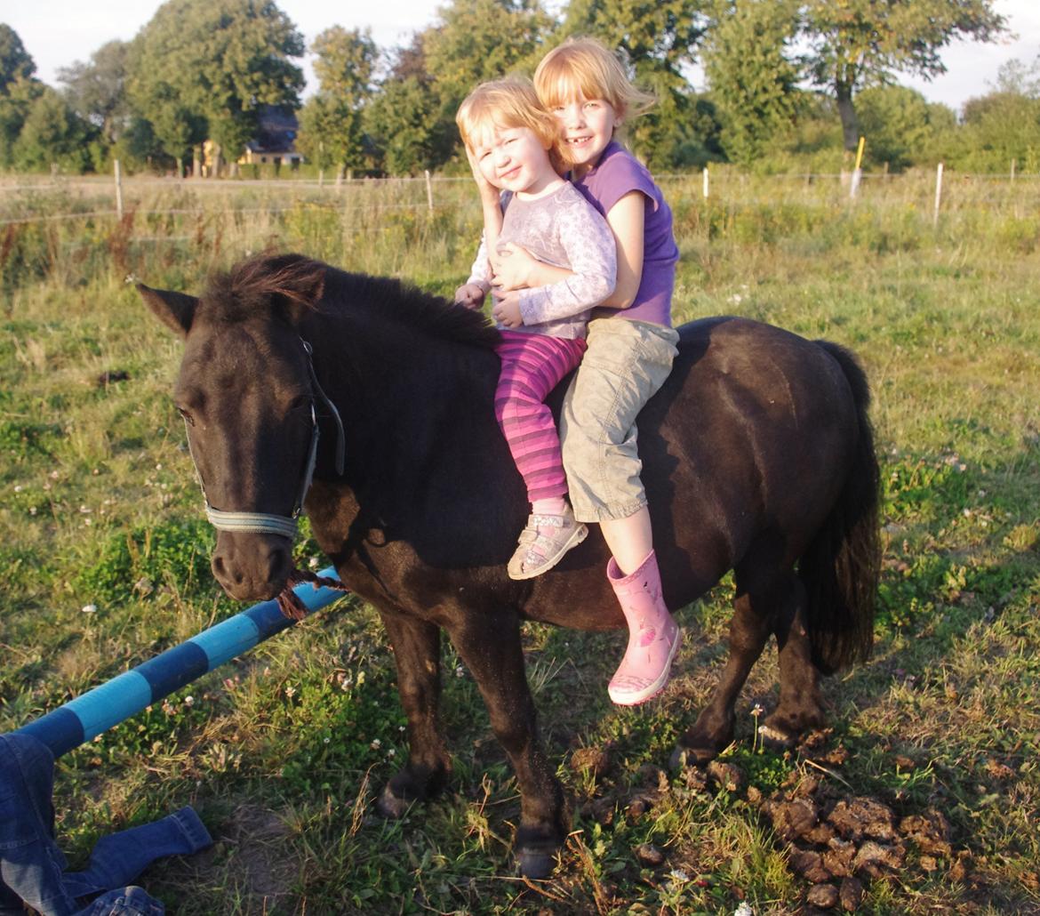 Shetlænder Constantin - Ada og Gry, efterår 2013 billede 6