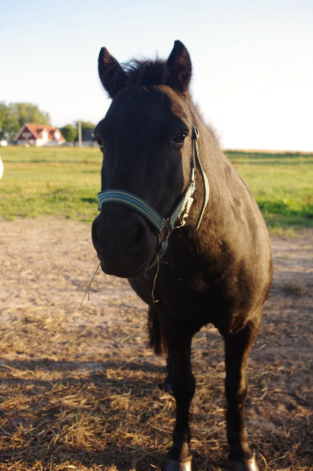 Shetlænder Constantin - efterår 2013 billede 18
