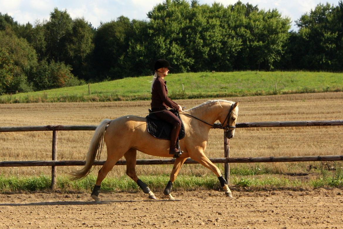 Palomino Rainbow Quickstep billede 6