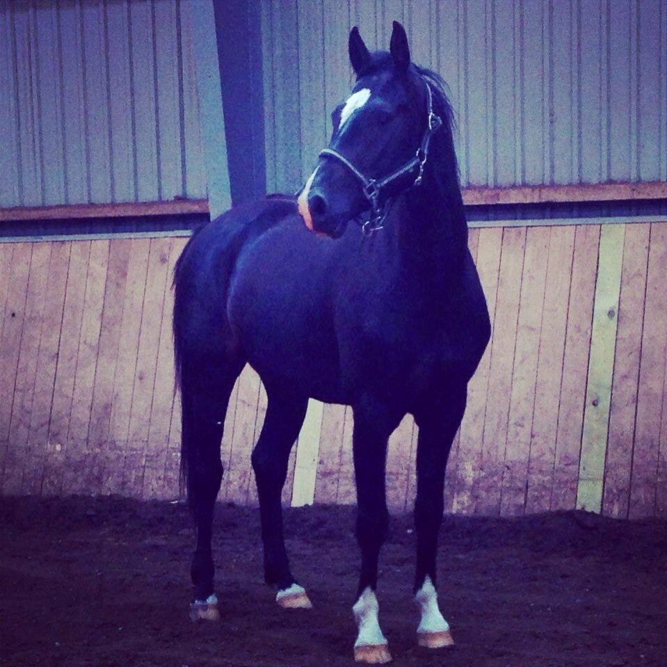 Dansk Varmblod Champ-Siin billede 2