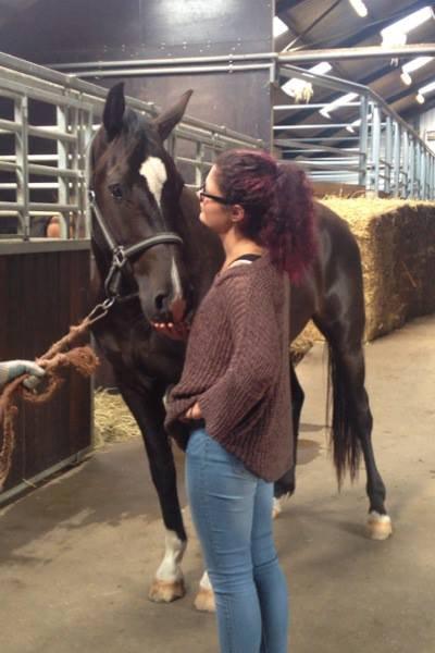 Dansk Varmblod Champ-Siin billede 4