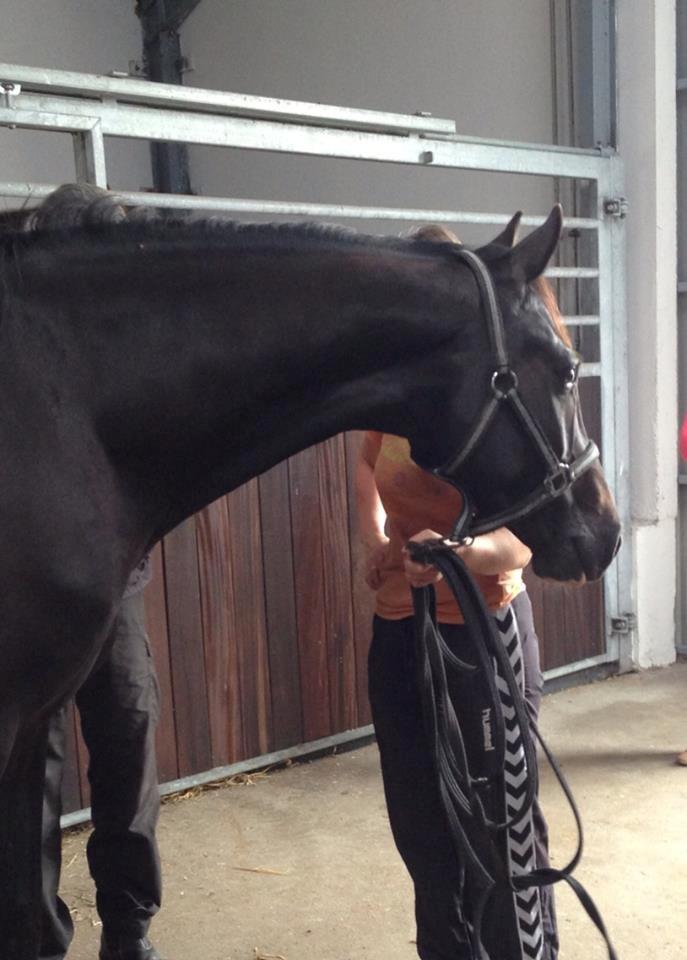 Dansk Varmblod Champ-Siin billede 5