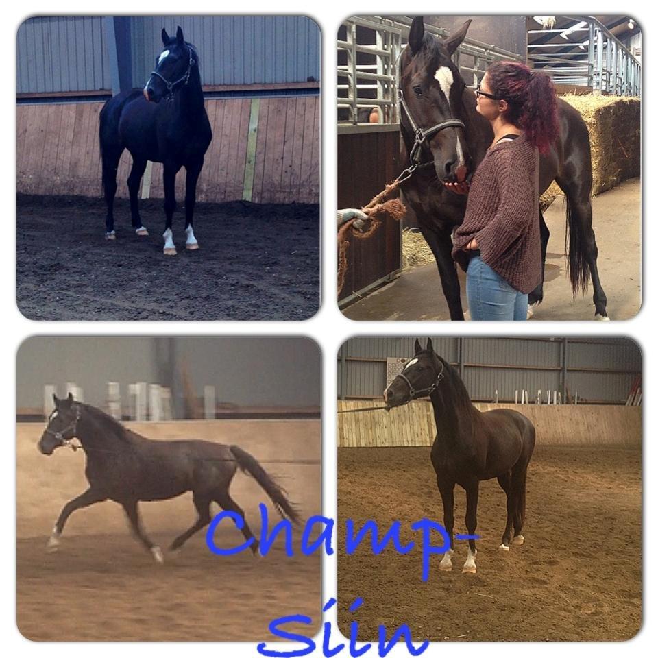 Dansk Varmblod Champ-Siin billede 8