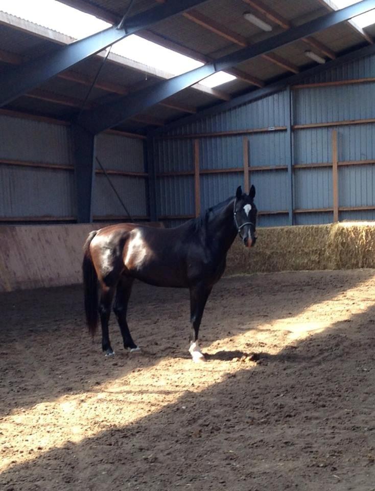 Dansk Varmblod Champ-Siin billede 6