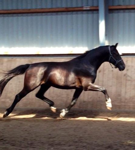 Dansk Varmblod Champ-Siin billede 1