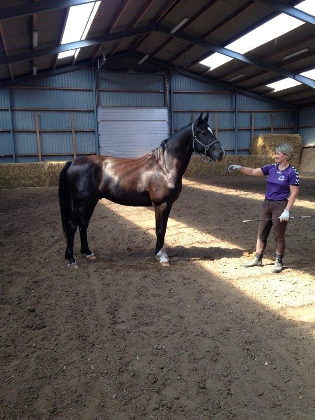 Dansk Varmblod Champ-Siin billede 7