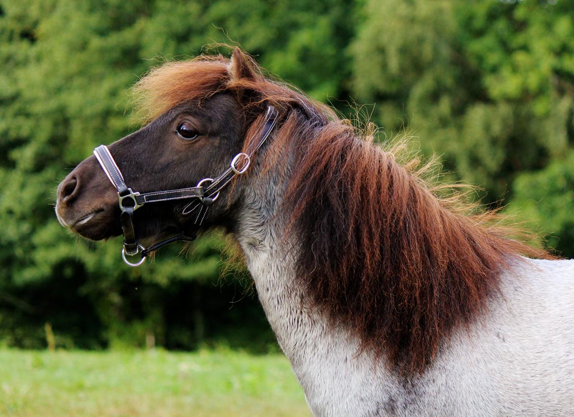 Shetlænder Tantor billede 14