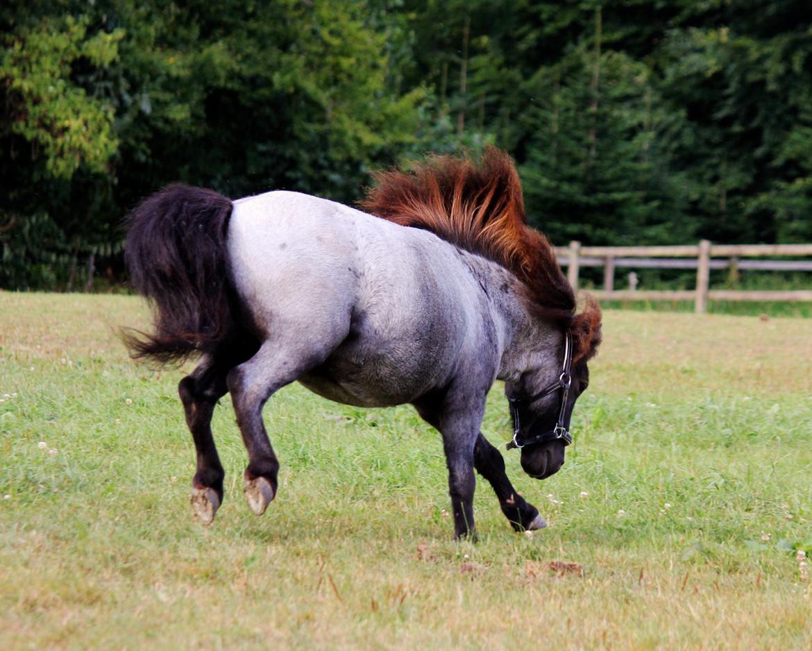 Shetlænder Tantor billede 15