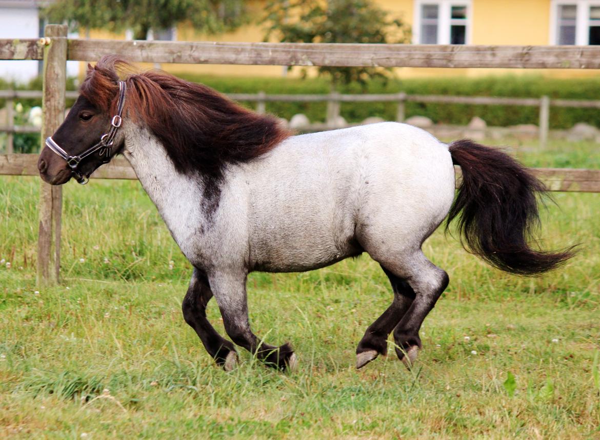 Shetlænder Tantor billede 16