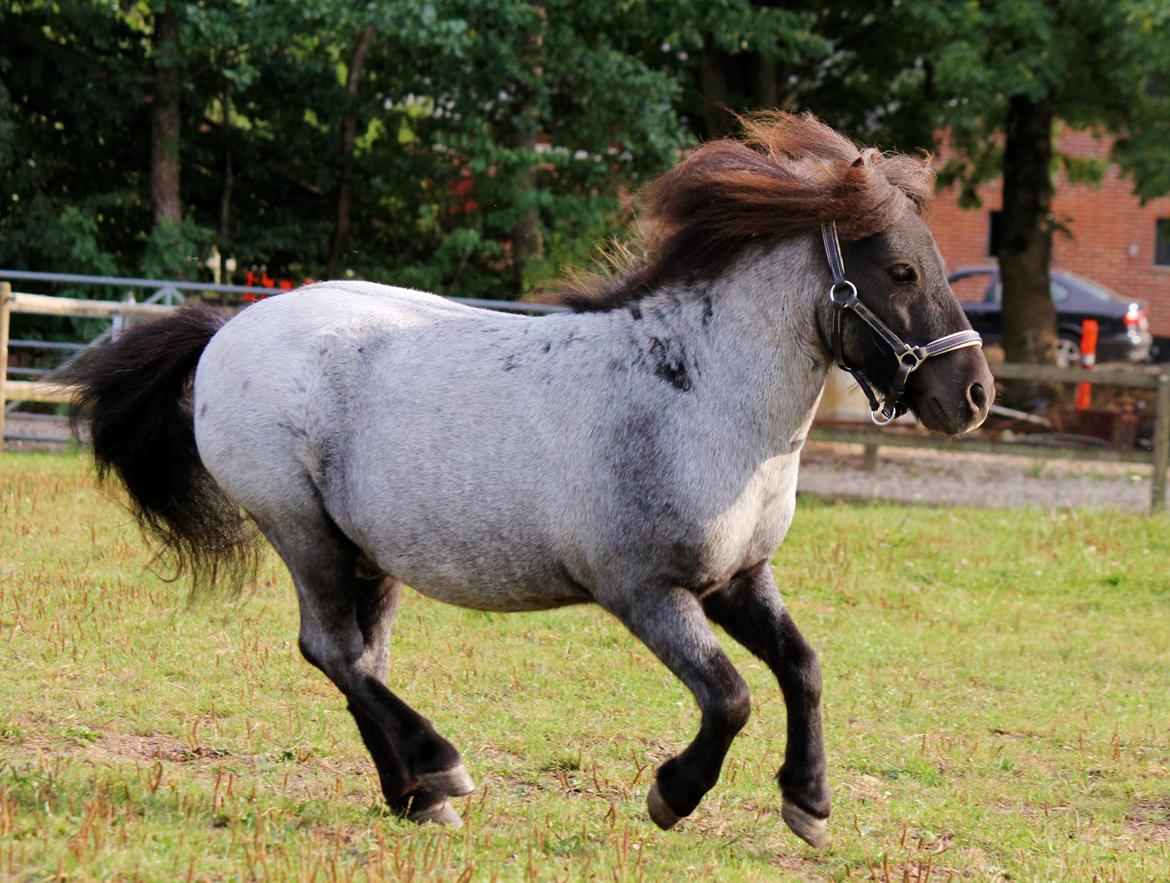 Shetlænder Tantor billede 17