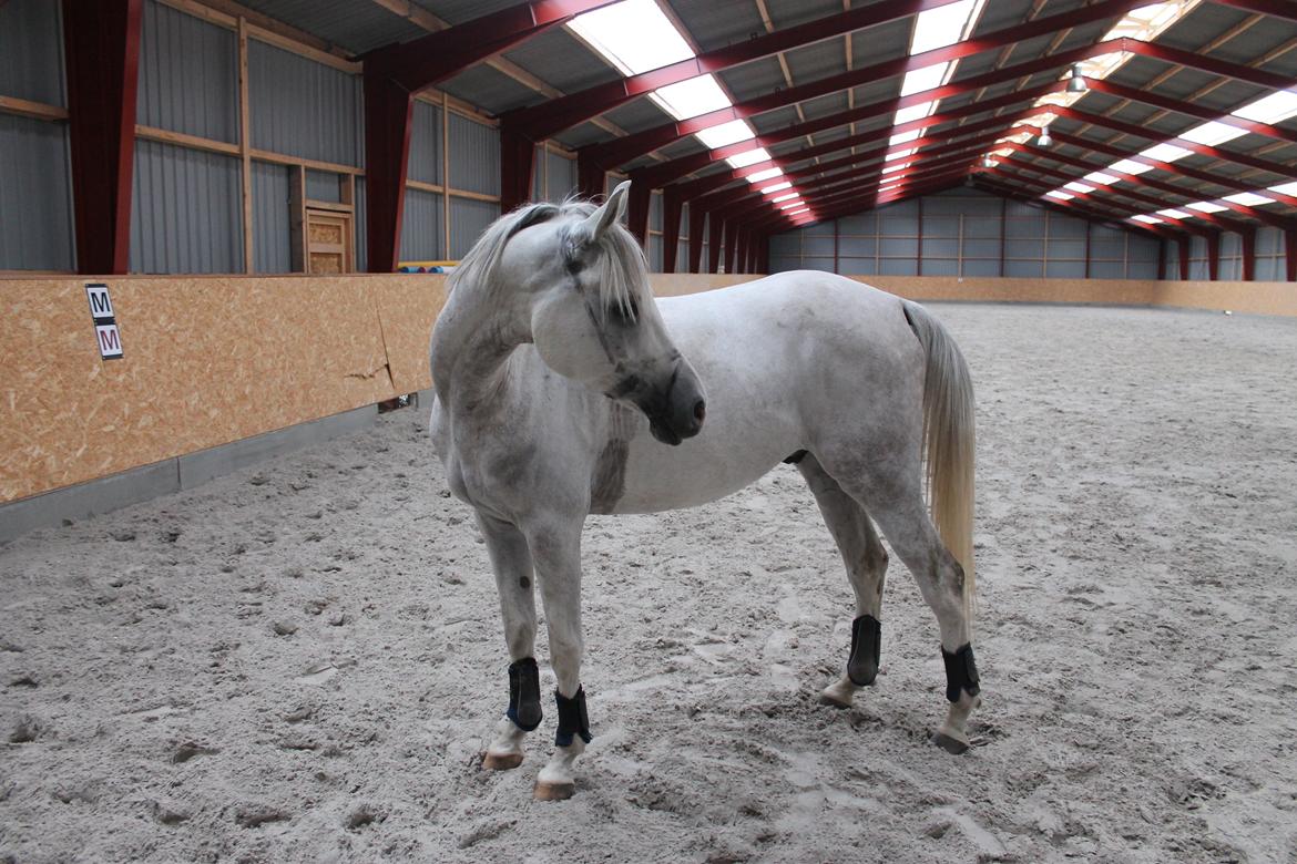 Arabisk fuldblod (OX) Thaliq Al-Bait - Får lov til at være løs i hallen :) billede 14