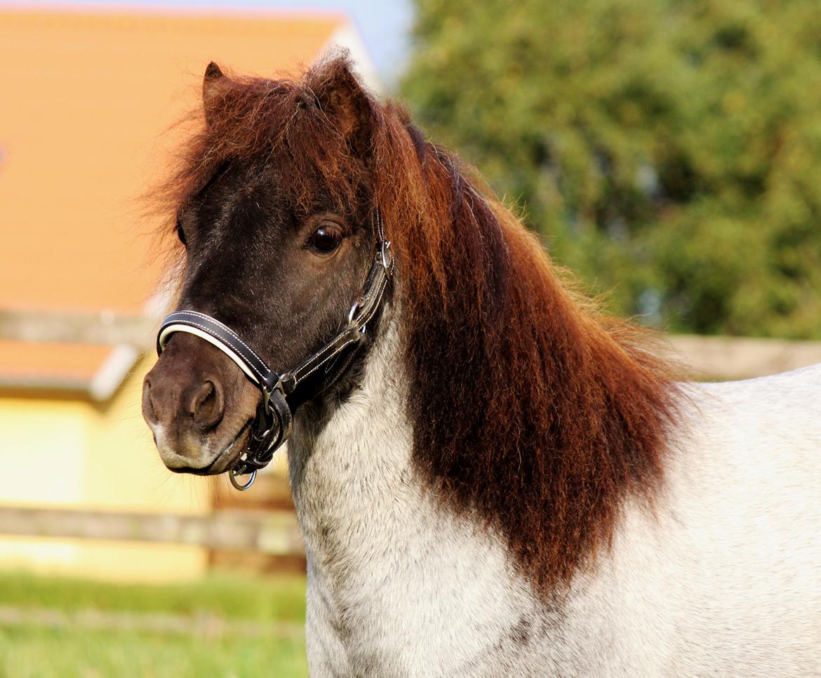 Shetlænder Tantor billede 1